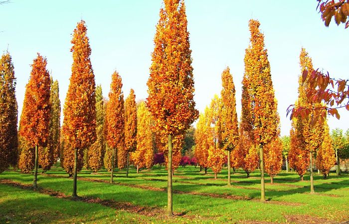 Árbol Tulipán: Descripción, Origen, Cómo
Plantar, Cuidados Y Usos