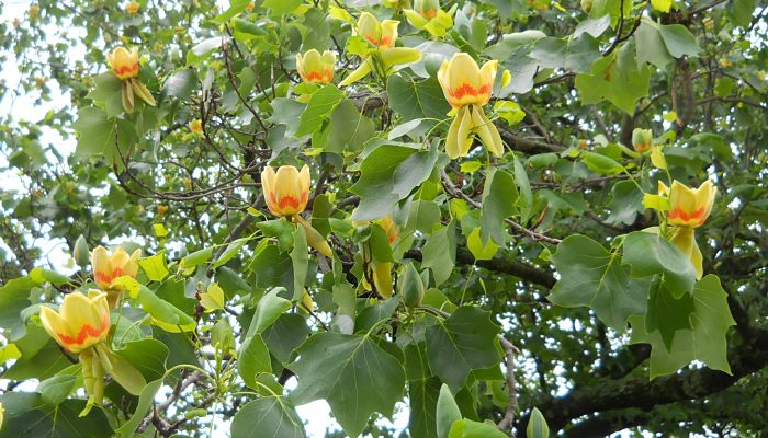 Árbol tulipán 