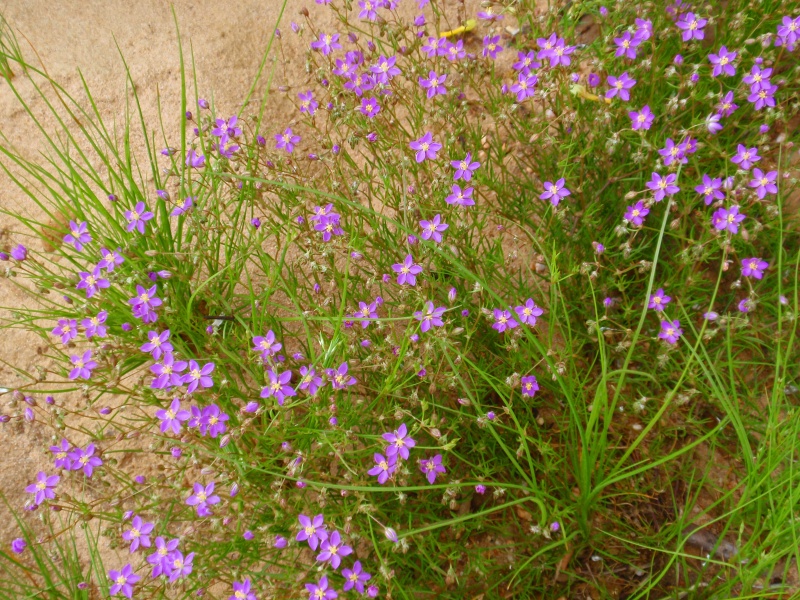 arenaria rubra