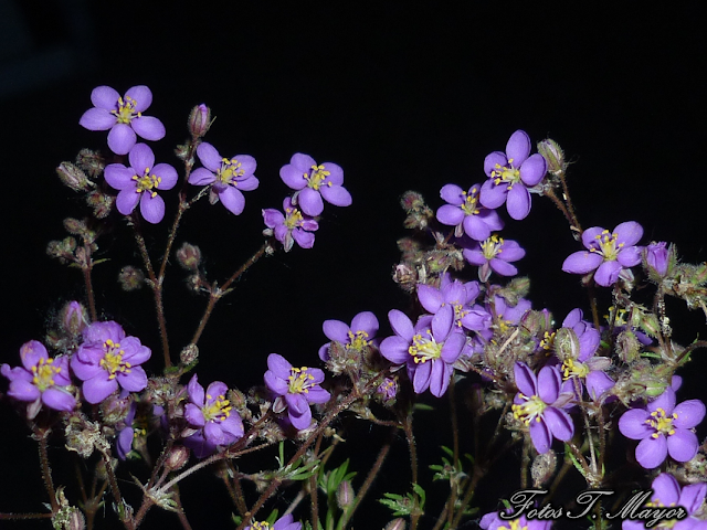 arenaria rubra