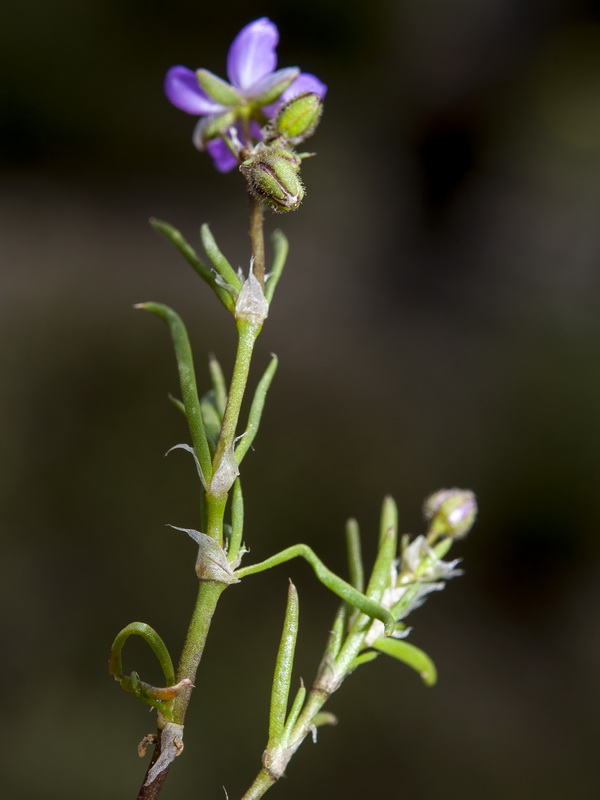 arenaria rubra