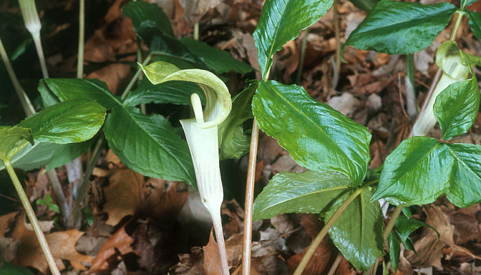 Arisaema