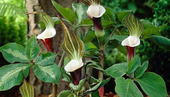 Arisaema