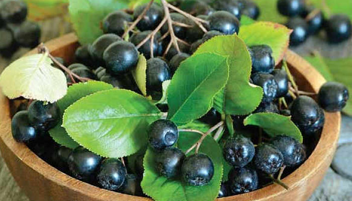 aronia