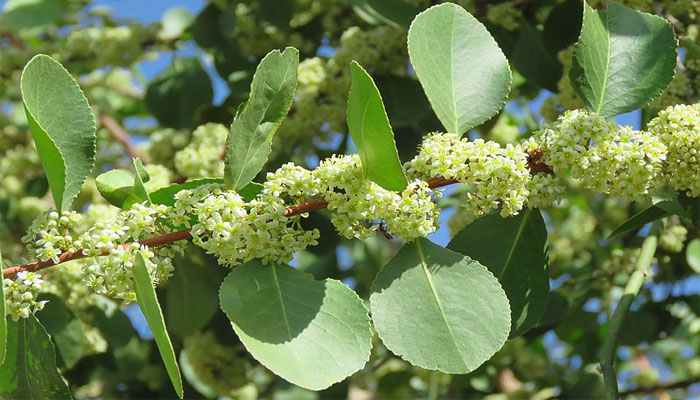 Arto (Maytenus senegalensis)