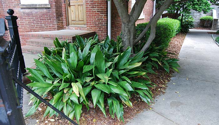 Aspidistra elatior sembrada a la sombra