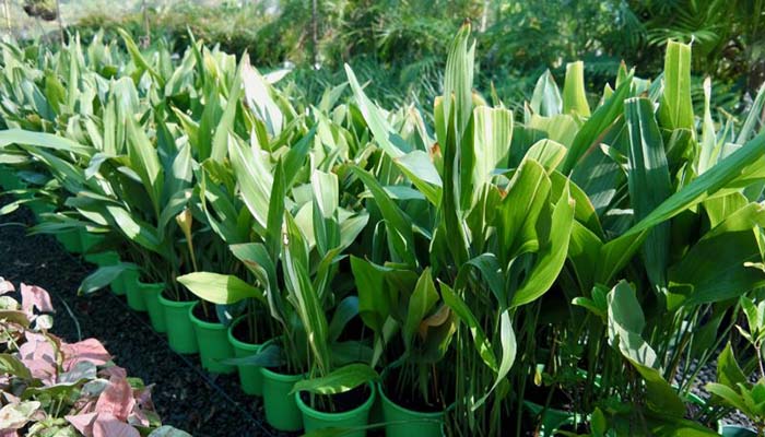 Aspidistra cultivadas en macetas