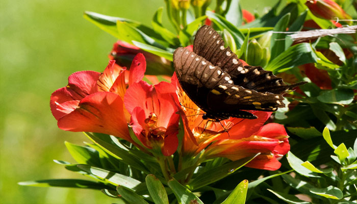 Sus flores atraen a las mariposas