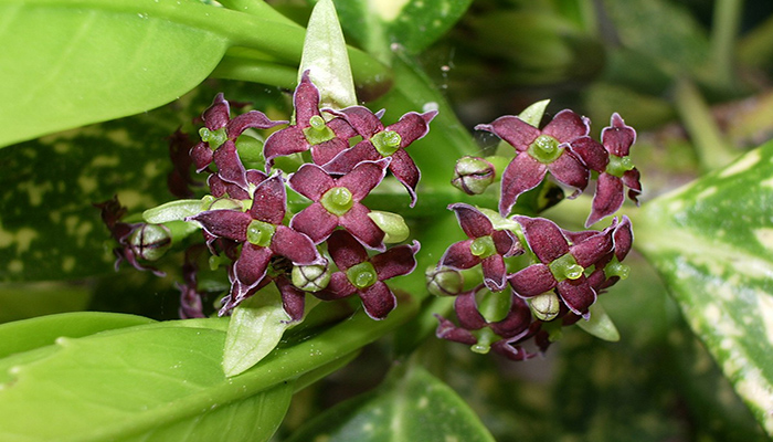 flores de Aucuba