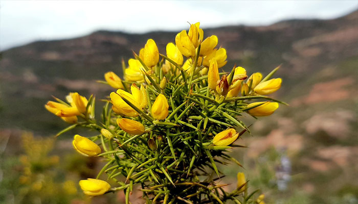 Ulex parviflorus