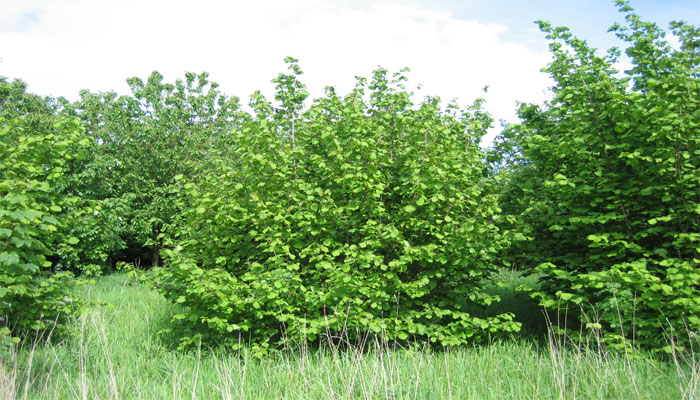 Avellano (Corylus avellana)