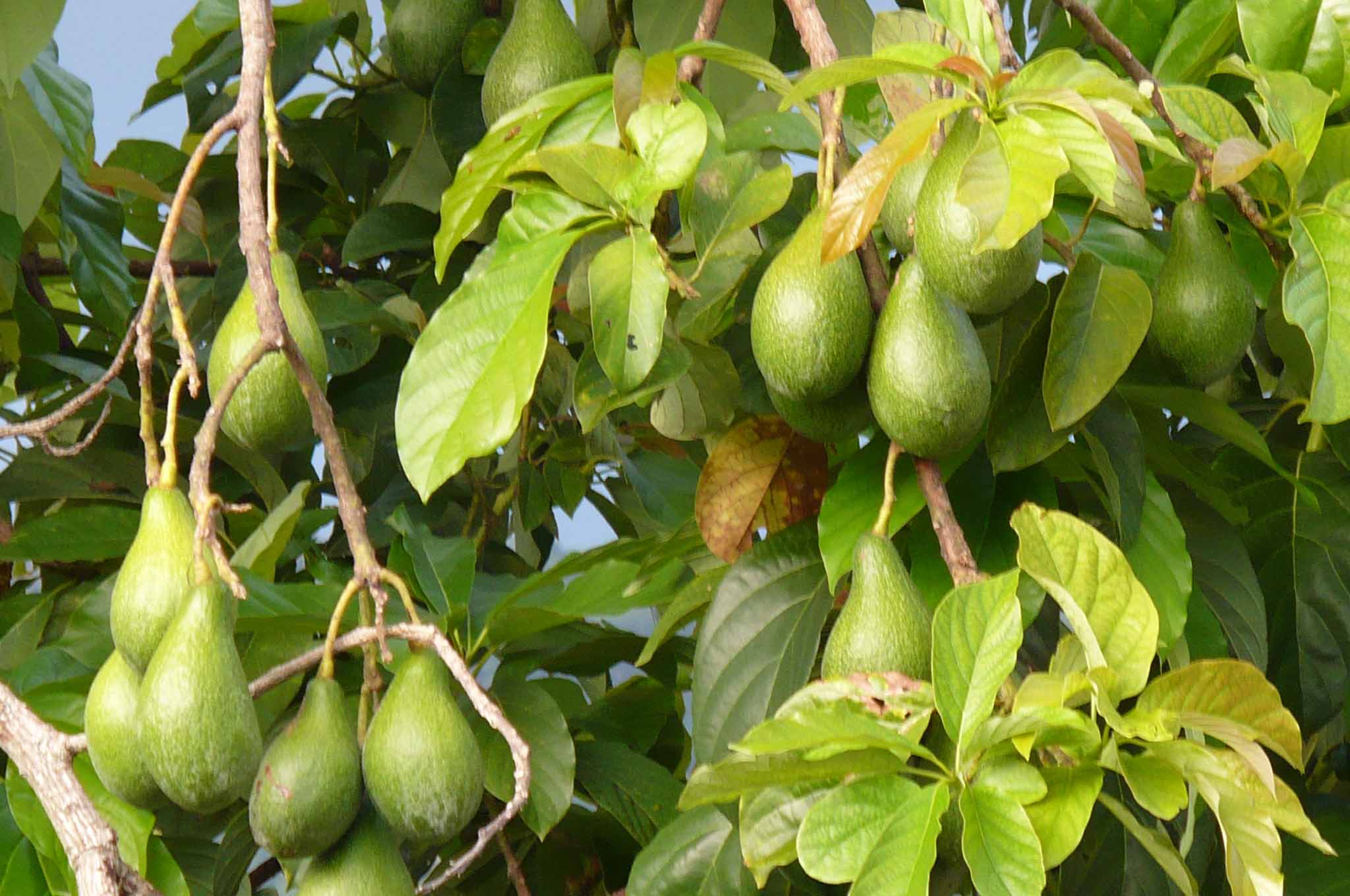Avocado (Persea americana). Origen,
Descripción, Variedades, Cultivo,
Cuidados Y Usos