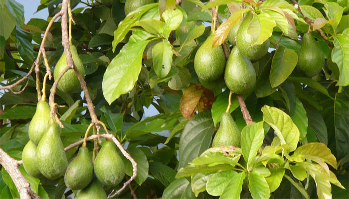 Avocado (Persea americana) 