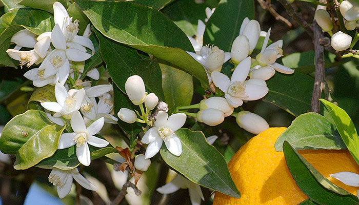 Azahar (Flor De Naranja). Origen,
Descripción, Beneficios y Propiedades