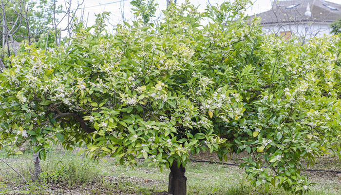 Árbol de azaha