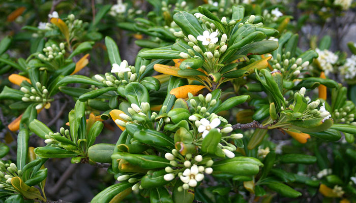 Azarero. Origen, Descripción,
Variedades, Cultivo, Cuidados Y Usos