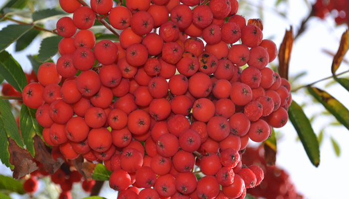 Frutos de Azarollo