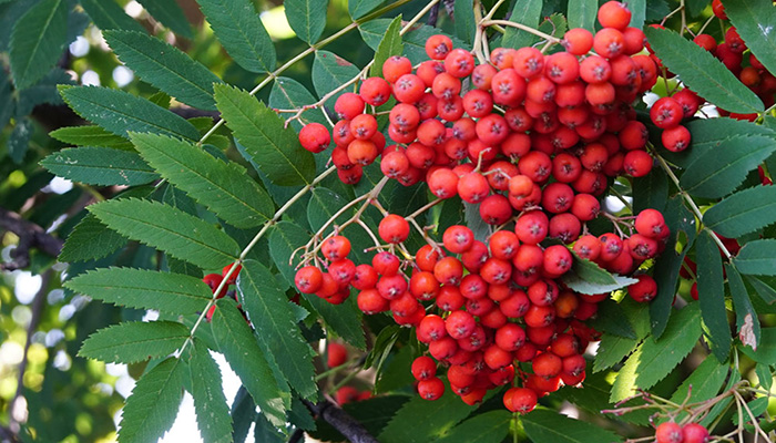 Hojas de Sorbus aucuparia