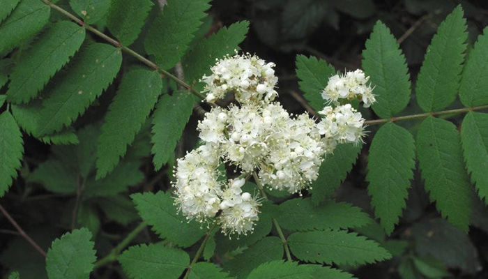 Flores de Sorbus aucuparia