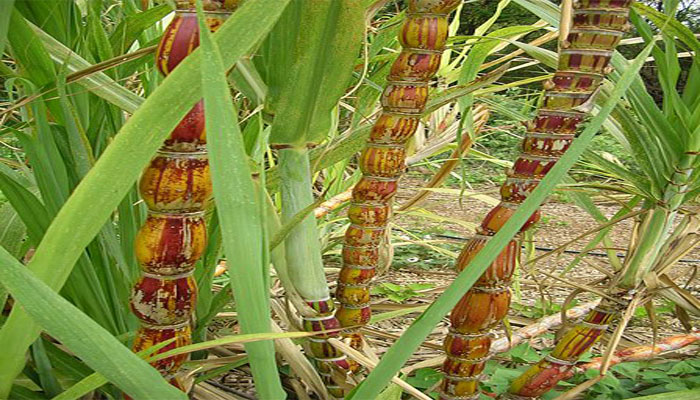 Azucarera o Caña de azúcar