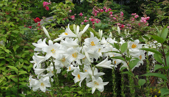 Azucena (Lilium Candidum)