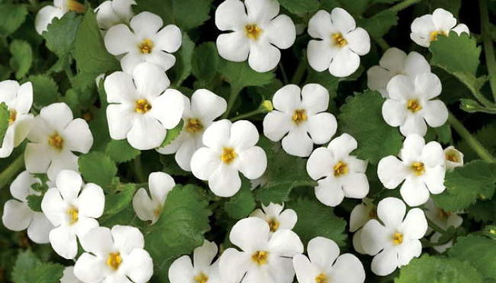 Bacopa