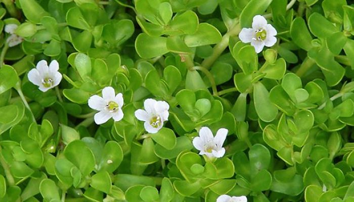 Bacopa