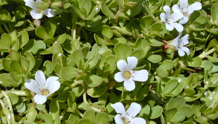 Bacopa. Origen, Descripción, Cultivo,
Cuidados, Propiedades