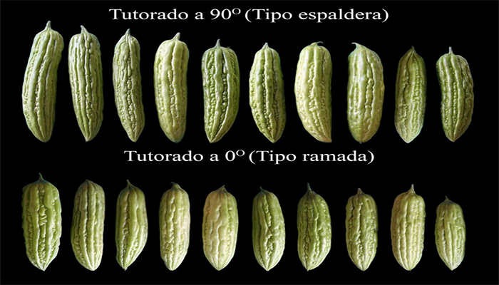 Variedades de frutos de cundeamor (Momordica-charantia)