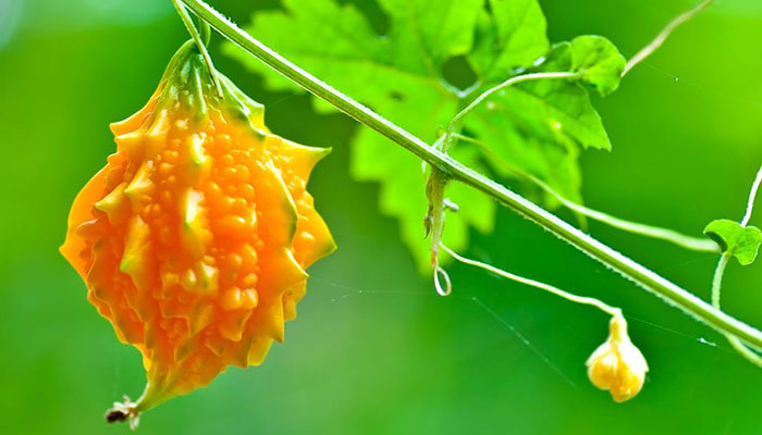 Balsamina (Momordica Charantia). Origen,
Descripción, Variedades, Propiedades Y
Beneficios