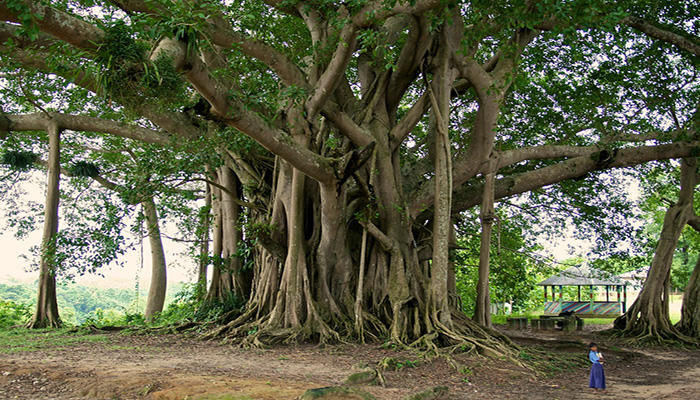 Banyan (Baniano)