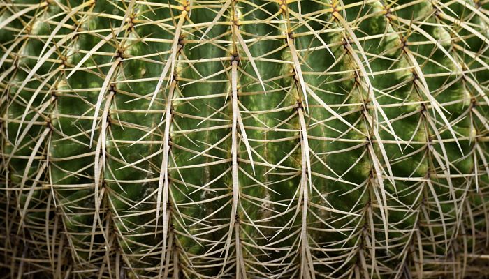 cactus barril de oro