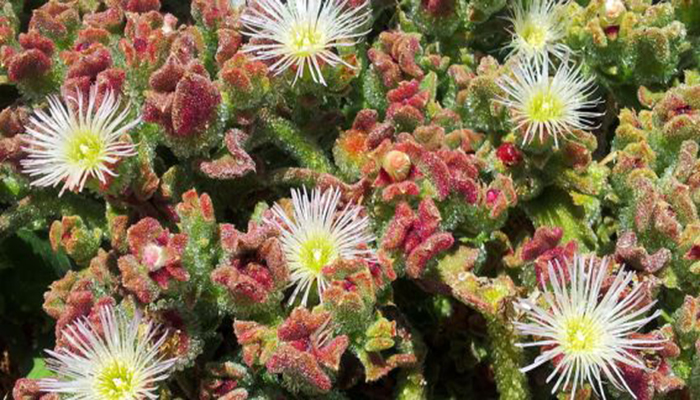 Flores de Mesembryanthemum Crystallinum