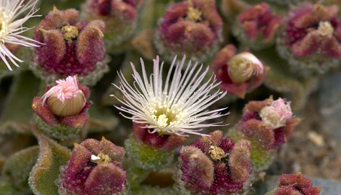 Barrilla (Mesembryanthemum Crystallinum)