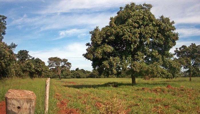 Barú. Origen, Nombres, Taxonomía,
Importancia Económica Y Usos