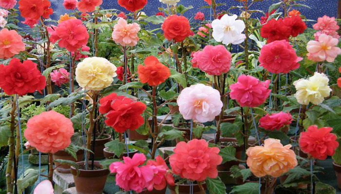 variedades de Begonia tuberosa