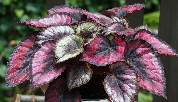 begonias de hoja