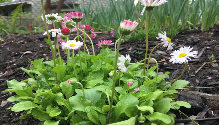 Bellis perennis