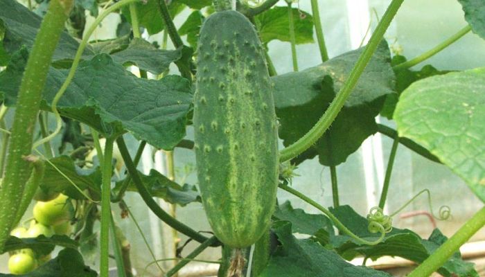 propiedades y beneficios del árbol del pepino