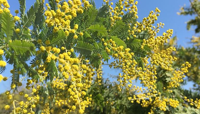 propiedades y beneficios de la acacia