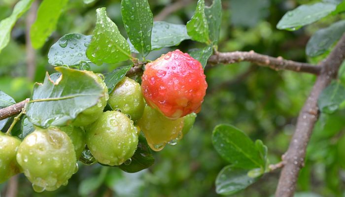 propiedades y beneficios de la acerola