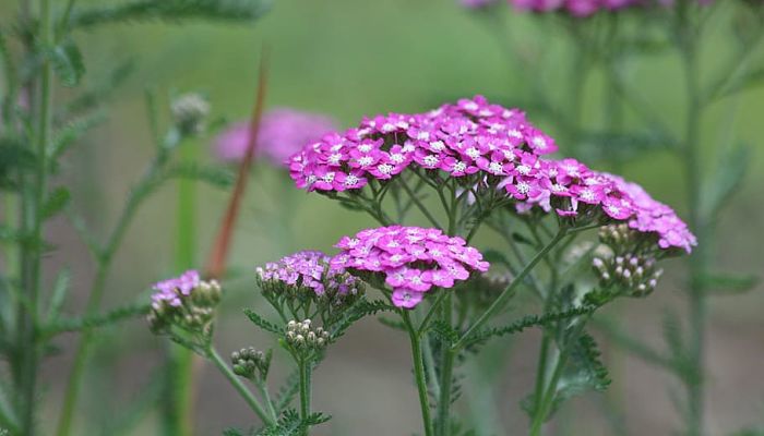 propiedades y beneficios de la achillea