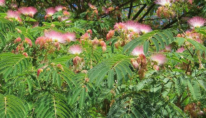 propiedades y beneficios de la albizia