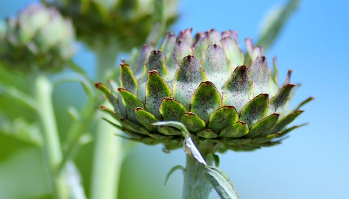 beneficios de la alcachofa