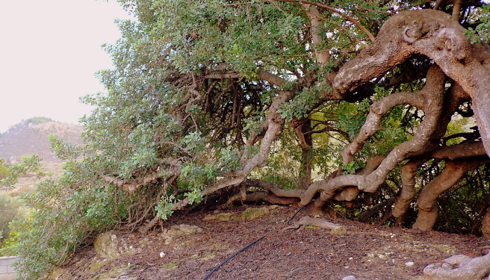 propiedades y beneficios de la algarrobera