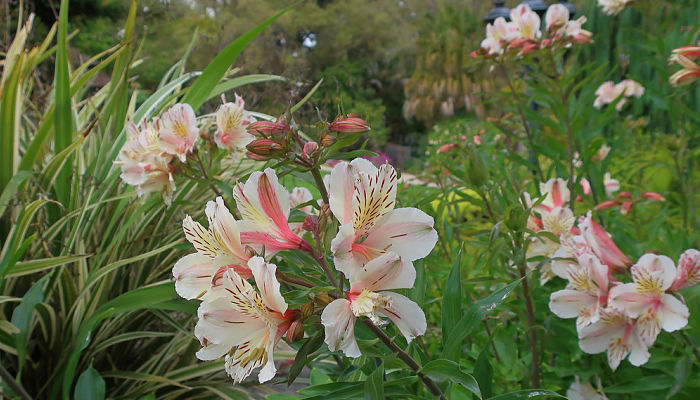 propiedades y beneficios de la alstroemeria