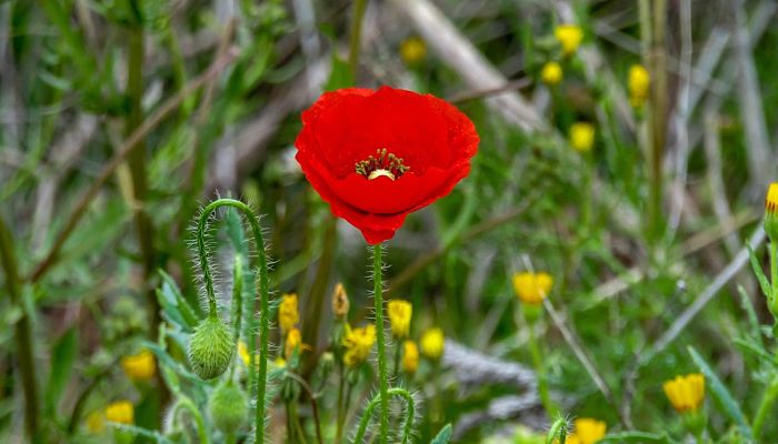 10 Beneficios Y Propiedades De La
Amapola