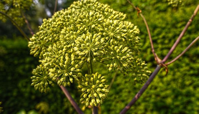 propiedades y beneficios de la angelica