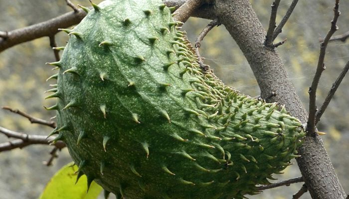 propiedades y beneficios de la anona de la india