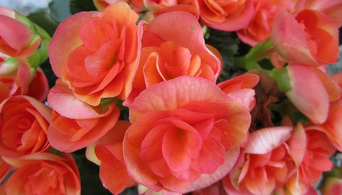 propiedades y beneficios de la begonia